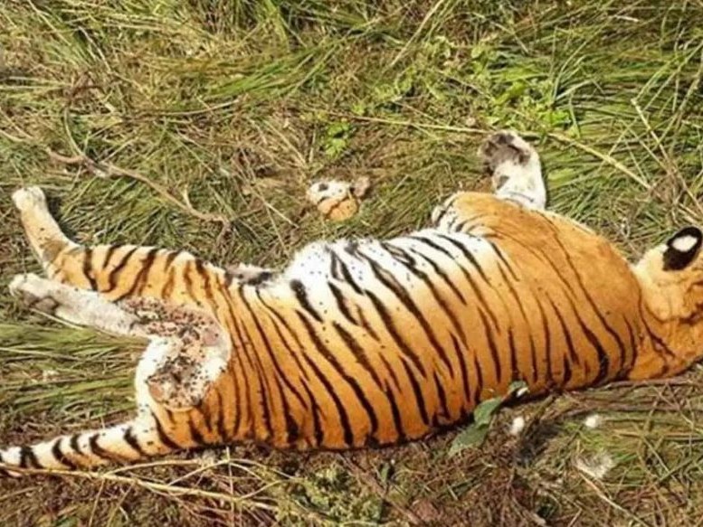 सुदूरपश्चिममा वन्यजन्तु उद्धार केन्द्र नहुँदा समस्या